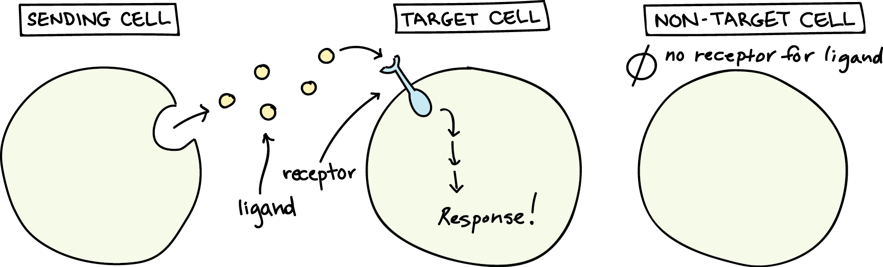 Image of cells signalling each other